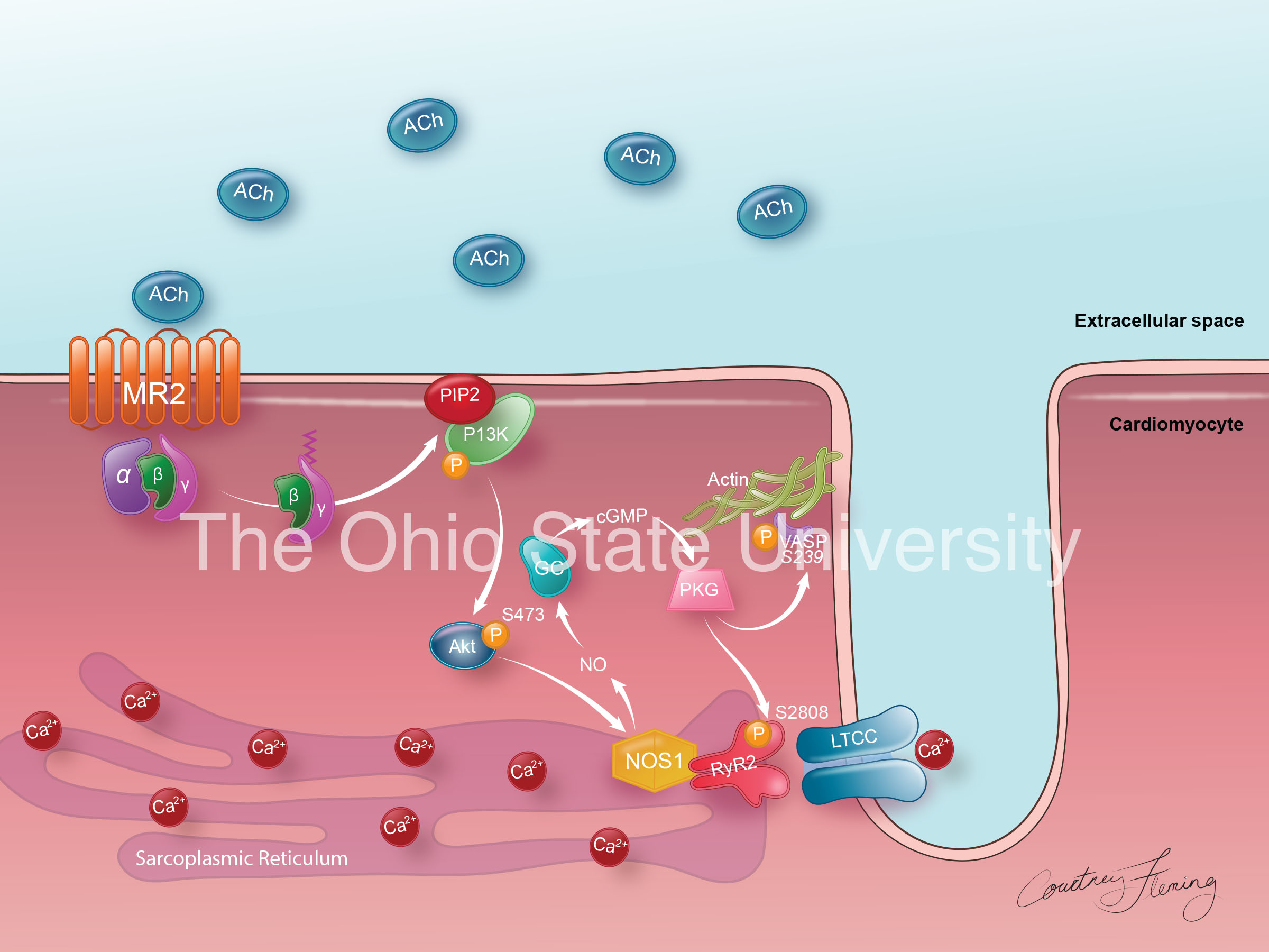 Phosphorylation (simple color)