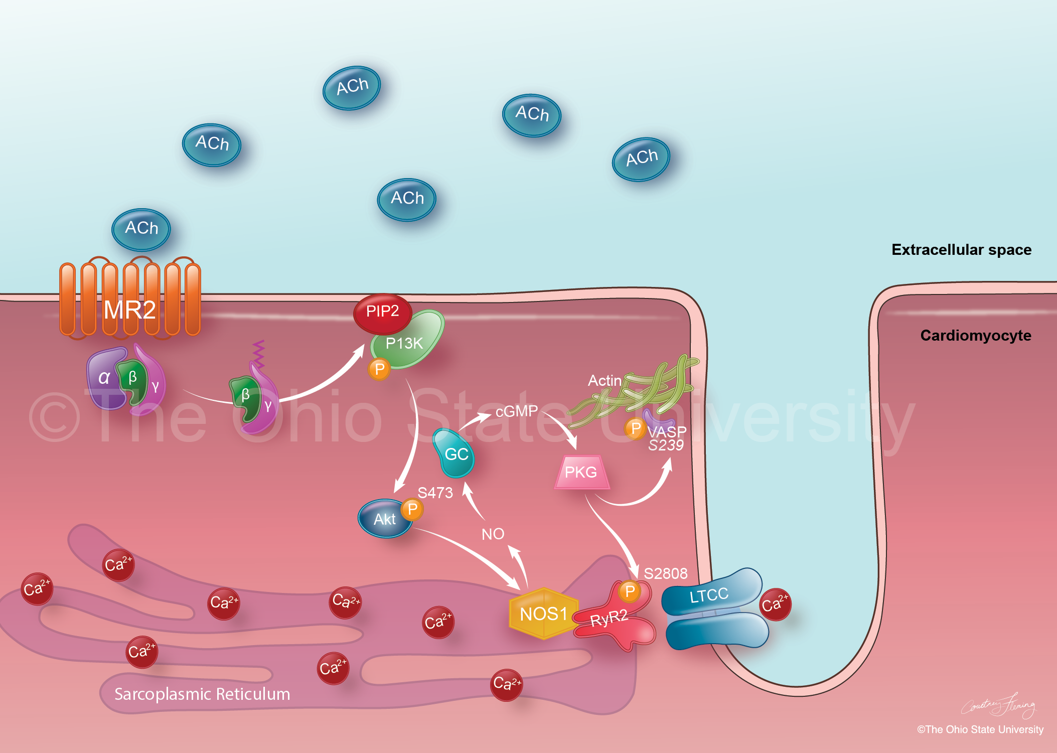 Simple color illiustration showing phosphorylation, for graduate dissertation