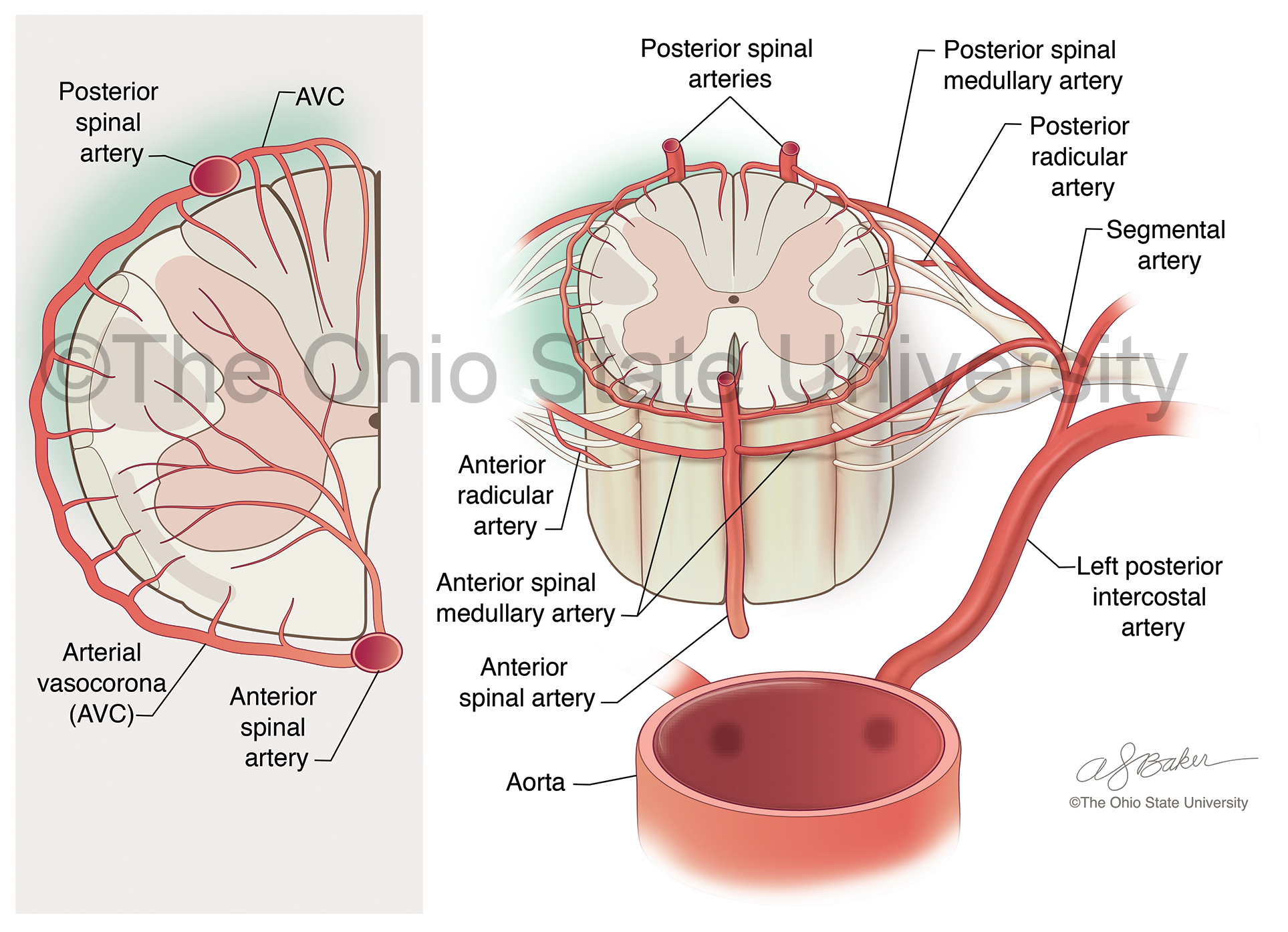 Moderate color anatomical illustration, showing blood supply to the spinal cord
