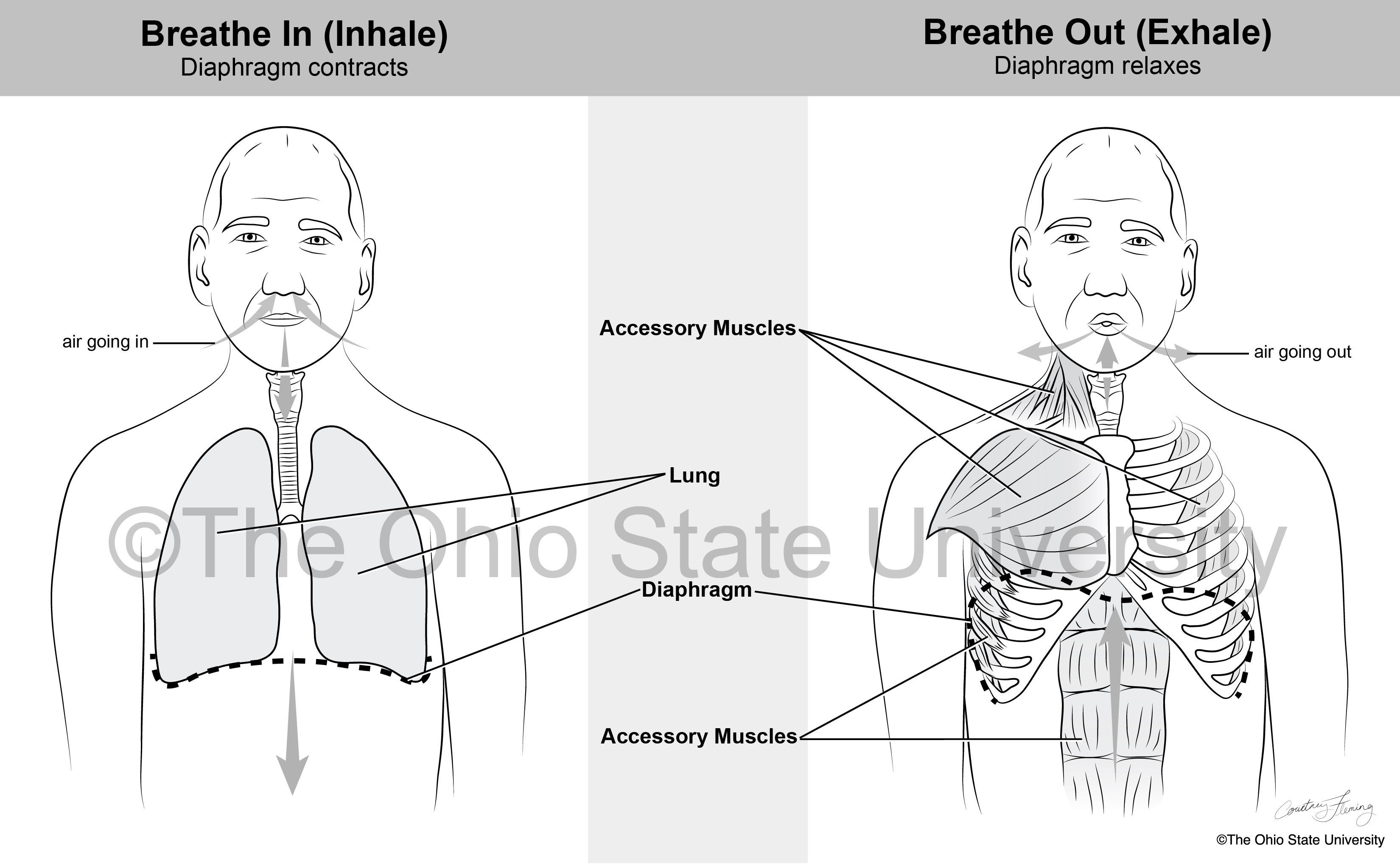 Simple line illustration for patient education, showing diaphragm movement