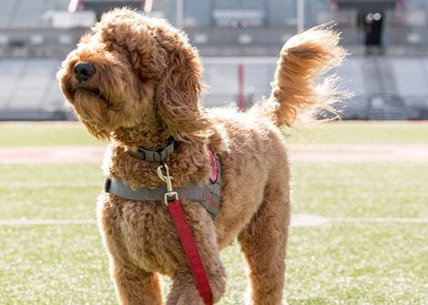 A fluffy brown dog stands on a grassy field, looking to the side. It's wearing a harness with a red leash, and the stadium seats are visible in the background.