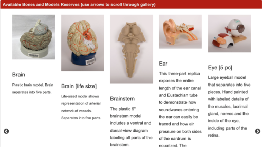 An image from the Reserves guide showing various bones and models available for loan