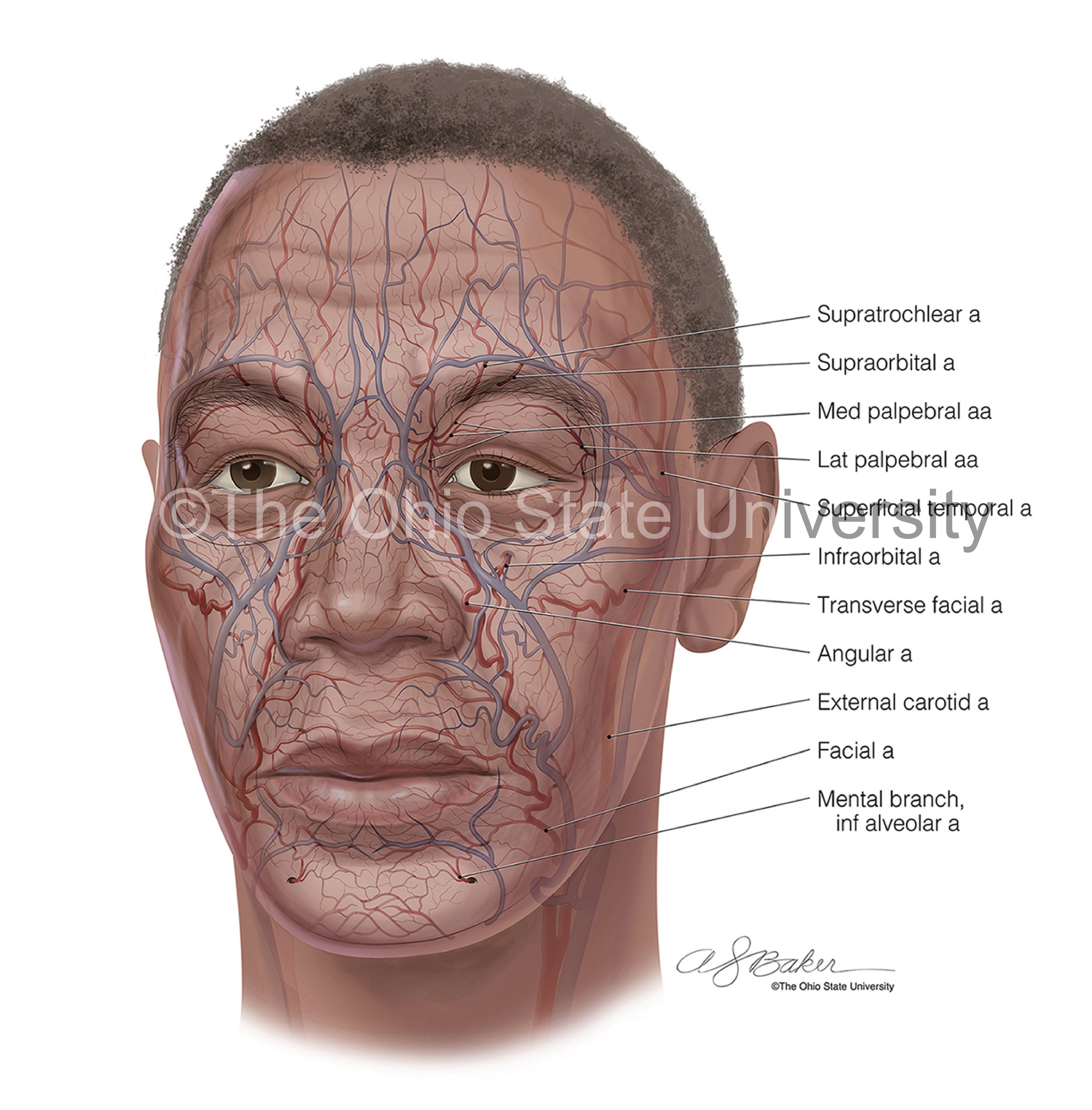 Complex color illustration, showing blood supply to the face
