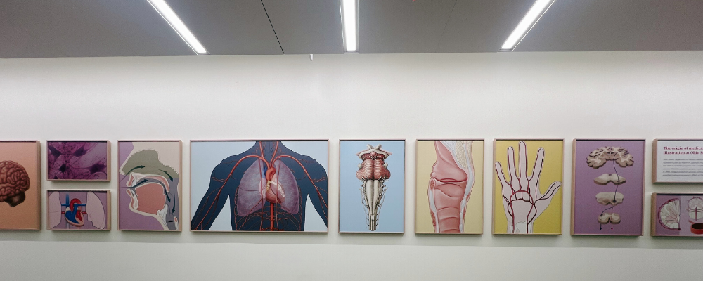 framed medical illustrations on display