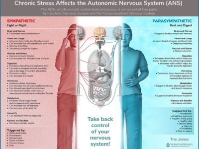 Visual titled "Chronic Stress Affects the Autonomic Nervous System (ANS)," designed by Anthony Baker.