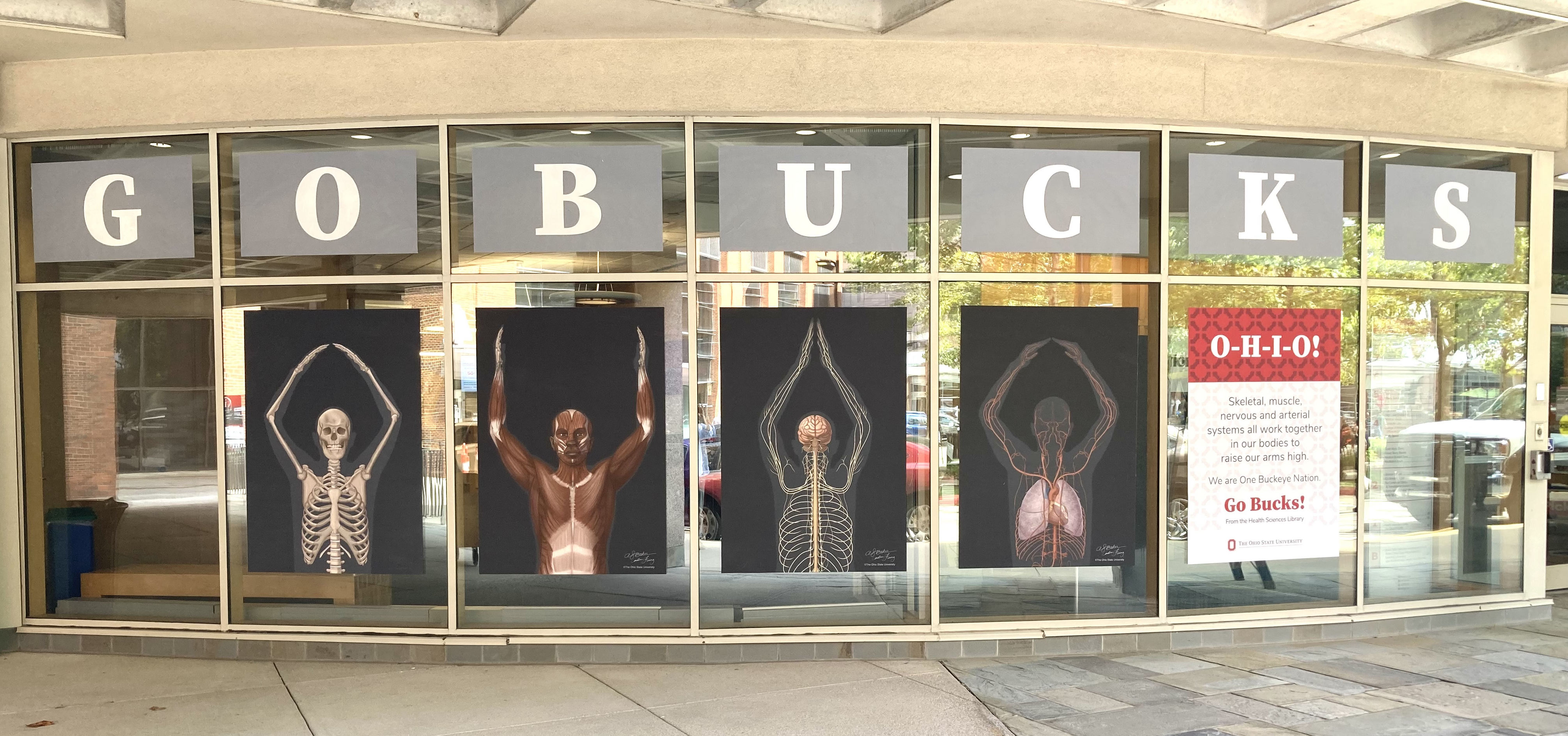 Window decals displayed on Prior Hall west windows showing anatomical body system illustrations in the form of the iconic O-H-I-O.