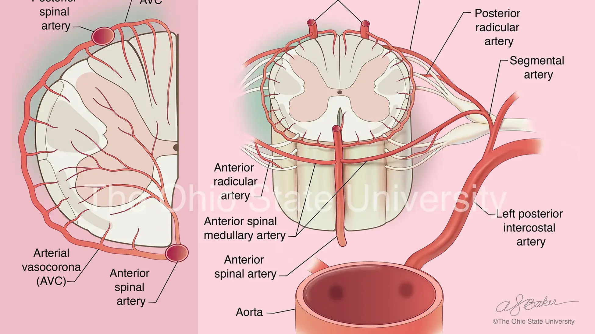 Medical diagram
