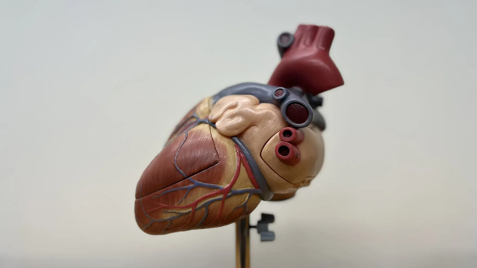 Anatomical model of heart.