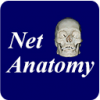 NetAnatomy logo