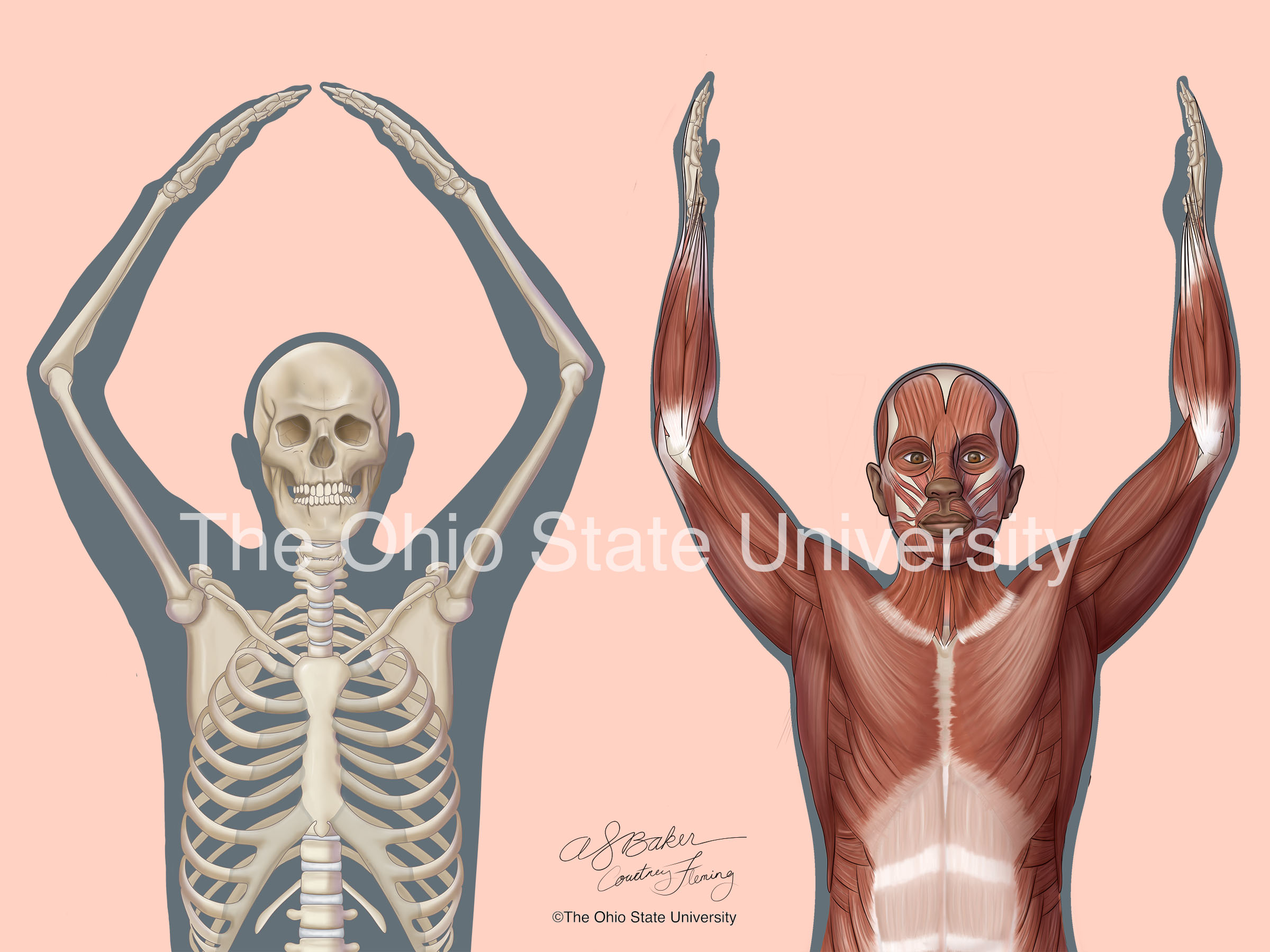“O–H” Skeletal and muscular body systems (complex color)