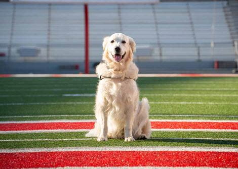 A joyful Golden Retriever sits on a football field, centered on a red and white emblem. The empty bleachers in the background hint at a quiet stadium.
