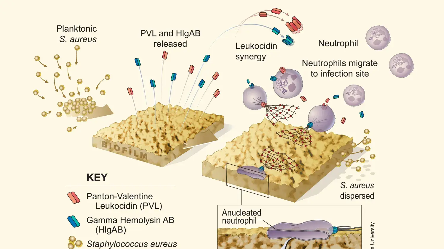 Illustration of a graphical abstract example.