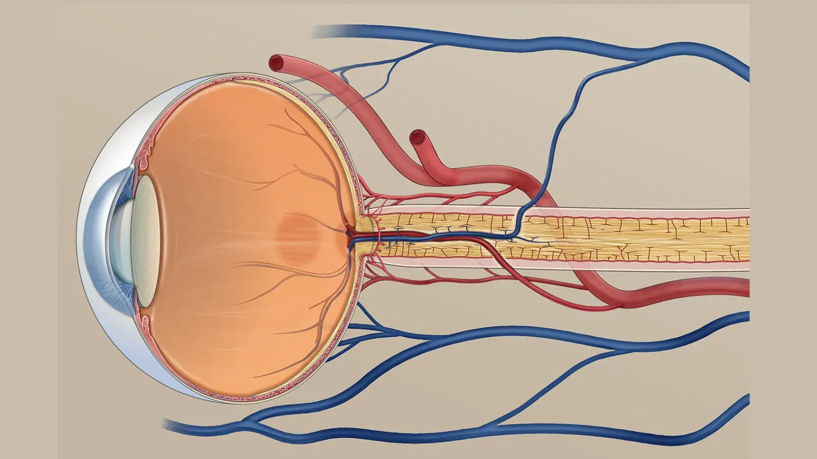 Medical illustration of an eye