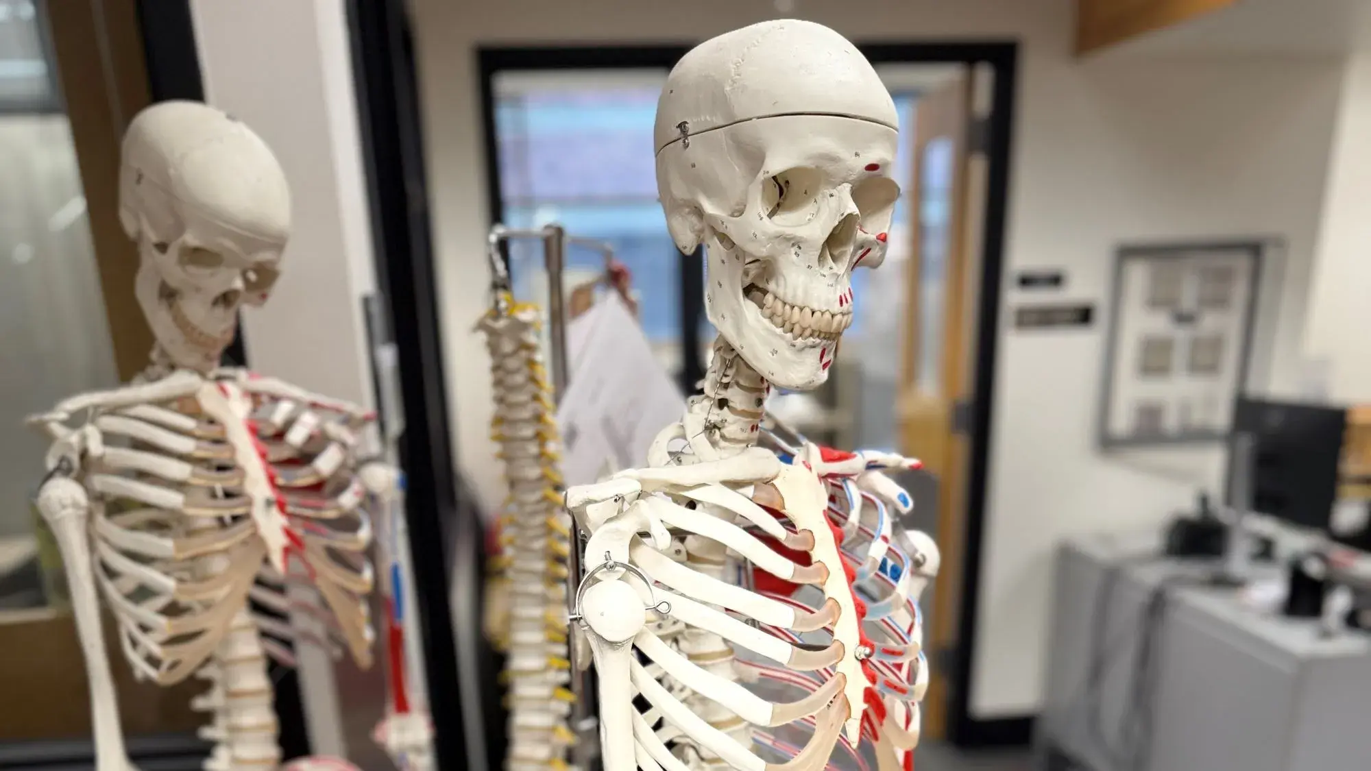 Two medical skeletons standing in an office space.