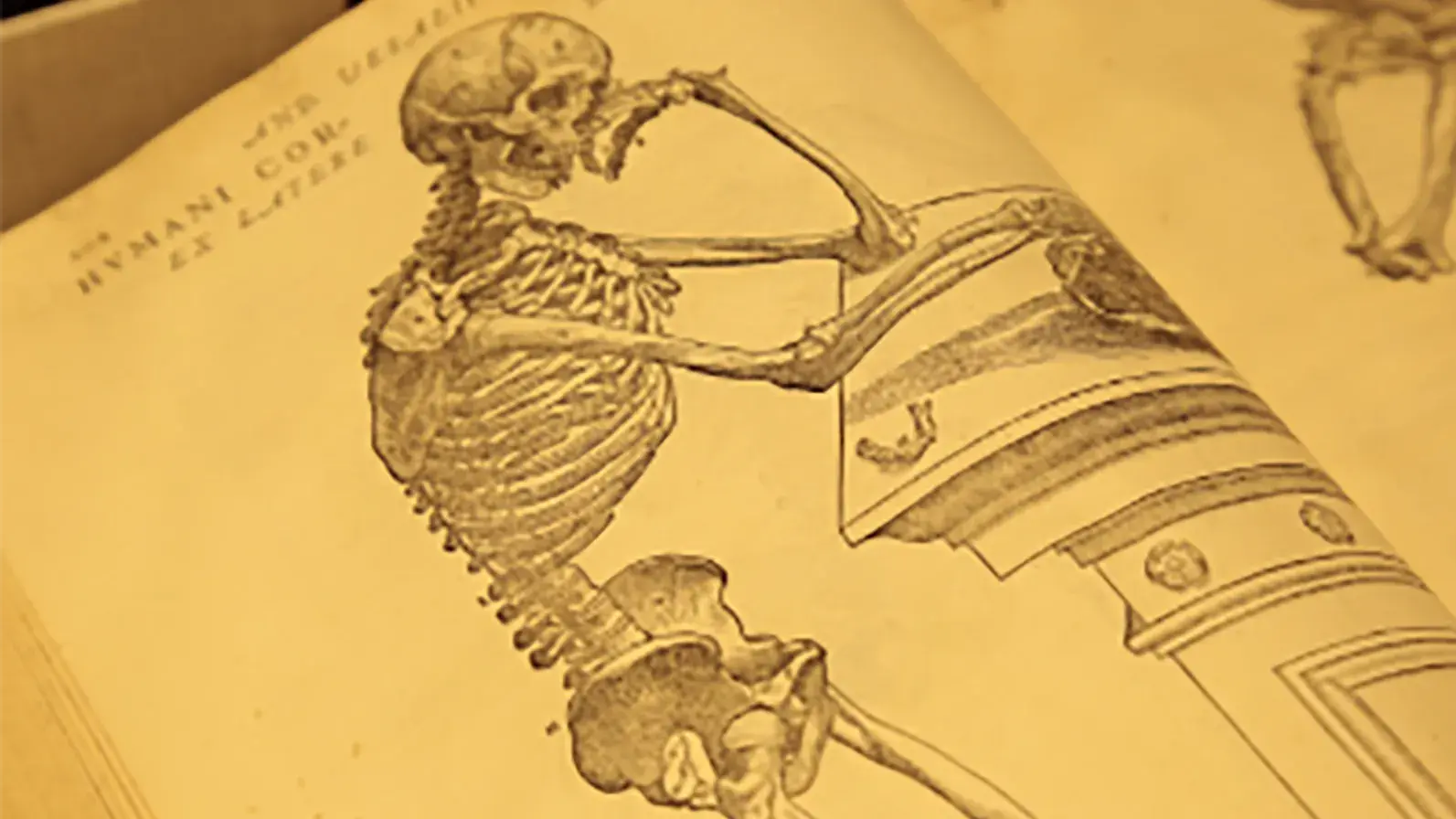 skeletal drawing within an antique medical book